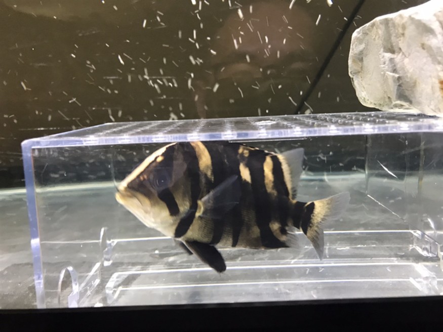 虎魚的狀態(tài)變化