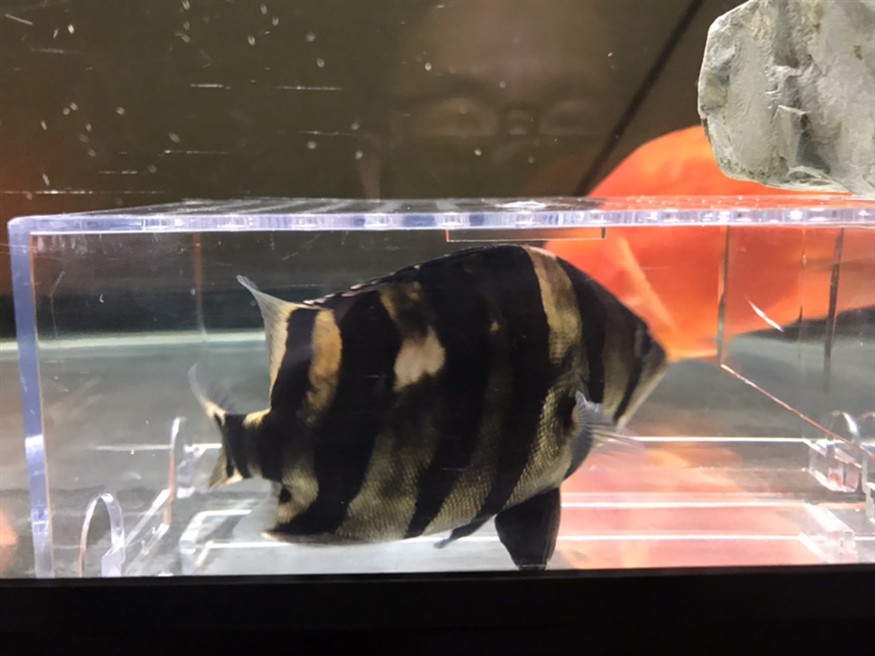 虎魚的狀態(tài)變化