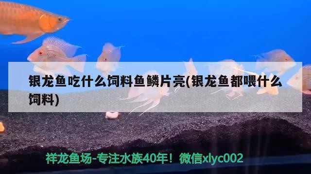 金龍魚 銀龍魚吃什么飼料魚鱗片亮(銀龍魚都喂什么飼料) 銀龍魚百科 銀龍魚吃什么飼料魚鱗片亮(銀龍魚都喂什么飼料) 銀龍魚吃什么飼料魚鱗片亮(銀龍魚都喂什么飼料) 銀龍魚百科