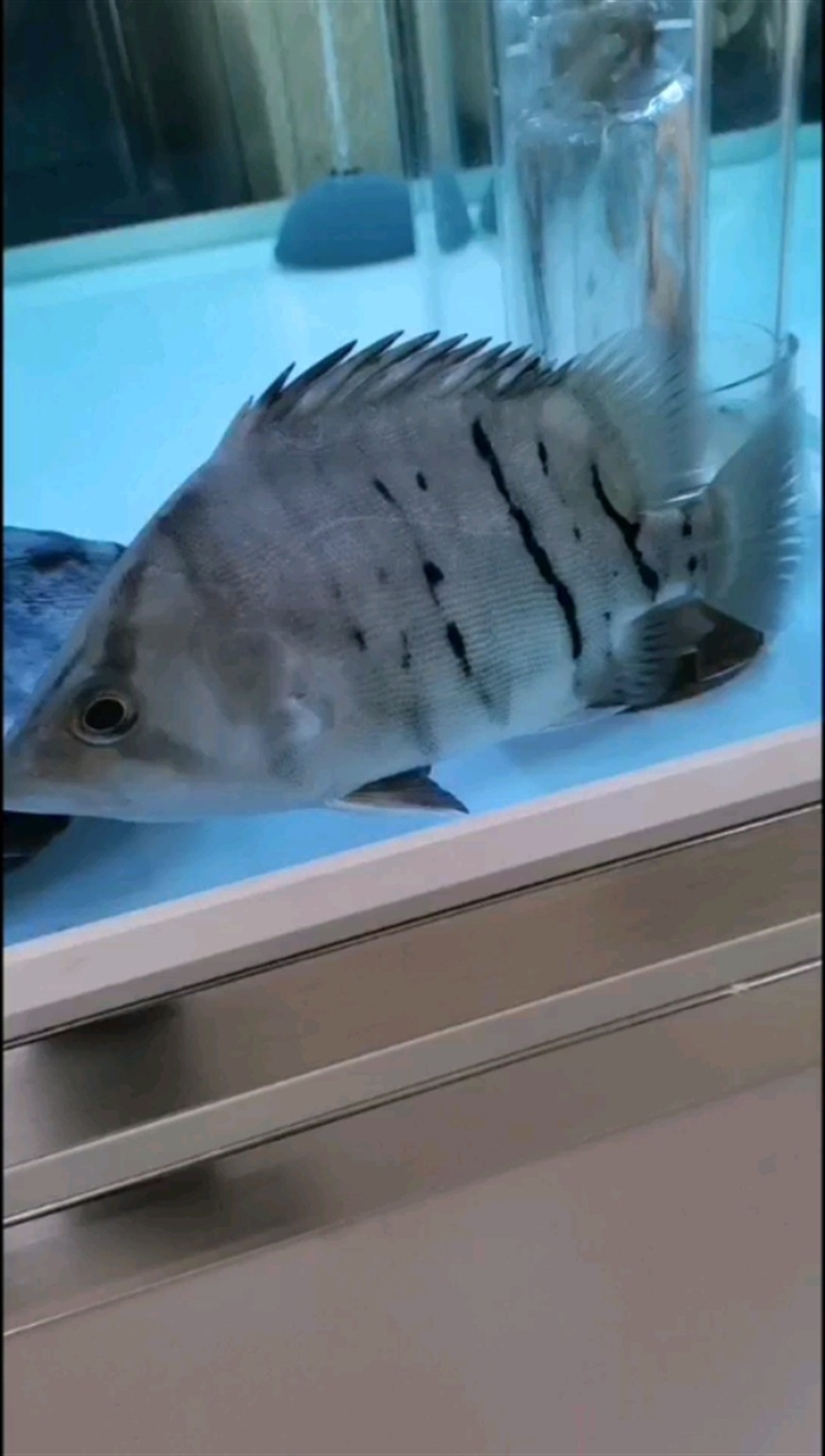 請教各位大神虎魚單鰓呼吸