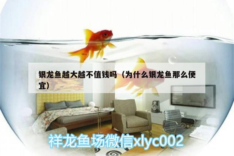 飼料 銀龍魚越大越不值錢嗎(為什么銀龍魚那么便宜) 銀龍魚百科 銀龍魚越大越不值錢嗎(為什么銀龍魚那么便宜) 銀龍魚越大越不值錢嗎(為什么銀龍魚那么便宜) 銀龍魚百科