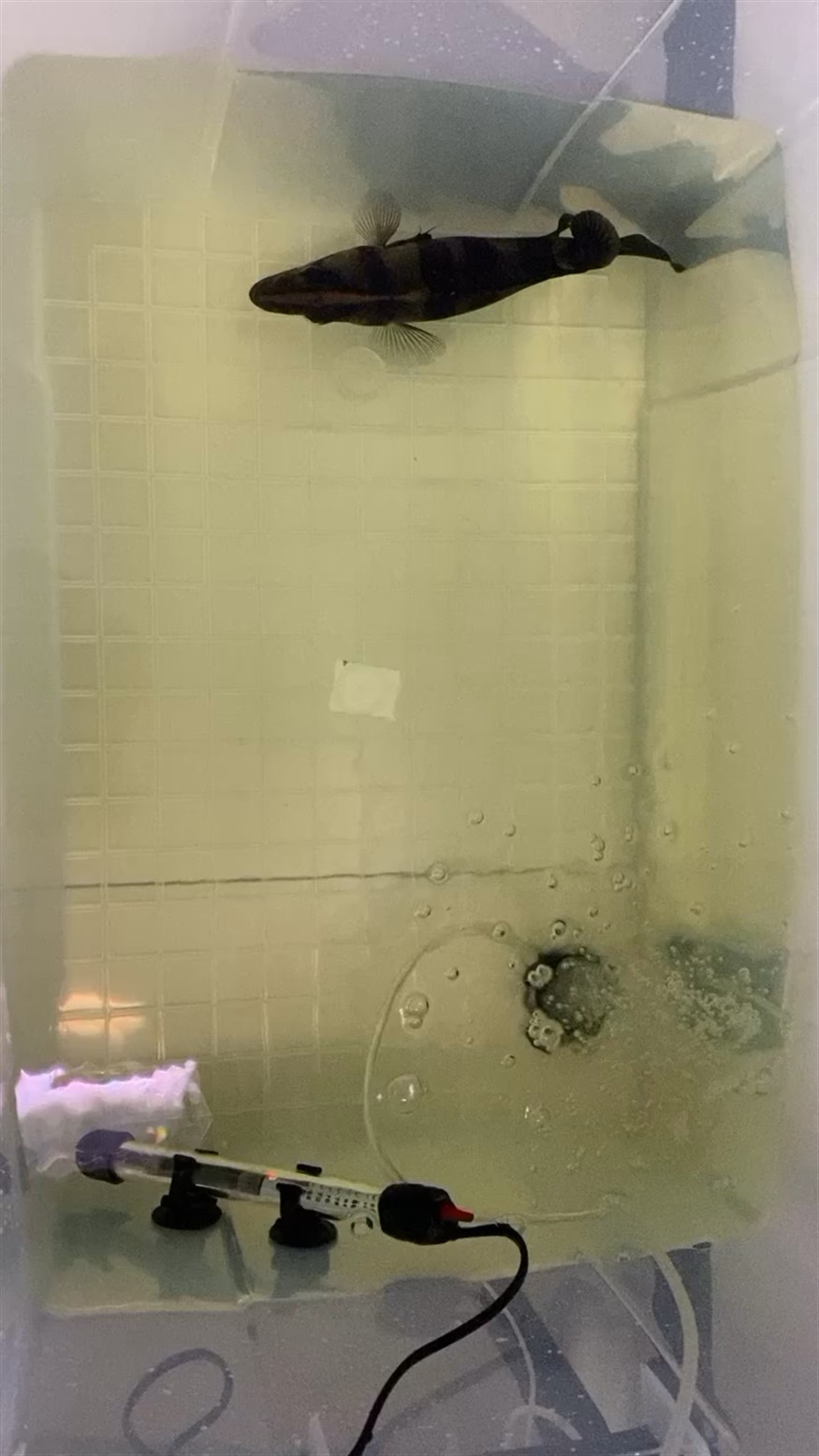 救助虎魚