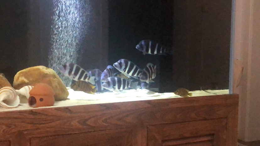 這條虎魚是下管了嗎 虎魚百科 第1張 這條虎魚是下管了嗎 這條虎魚是下管了嗎 虎魚百科 第1張