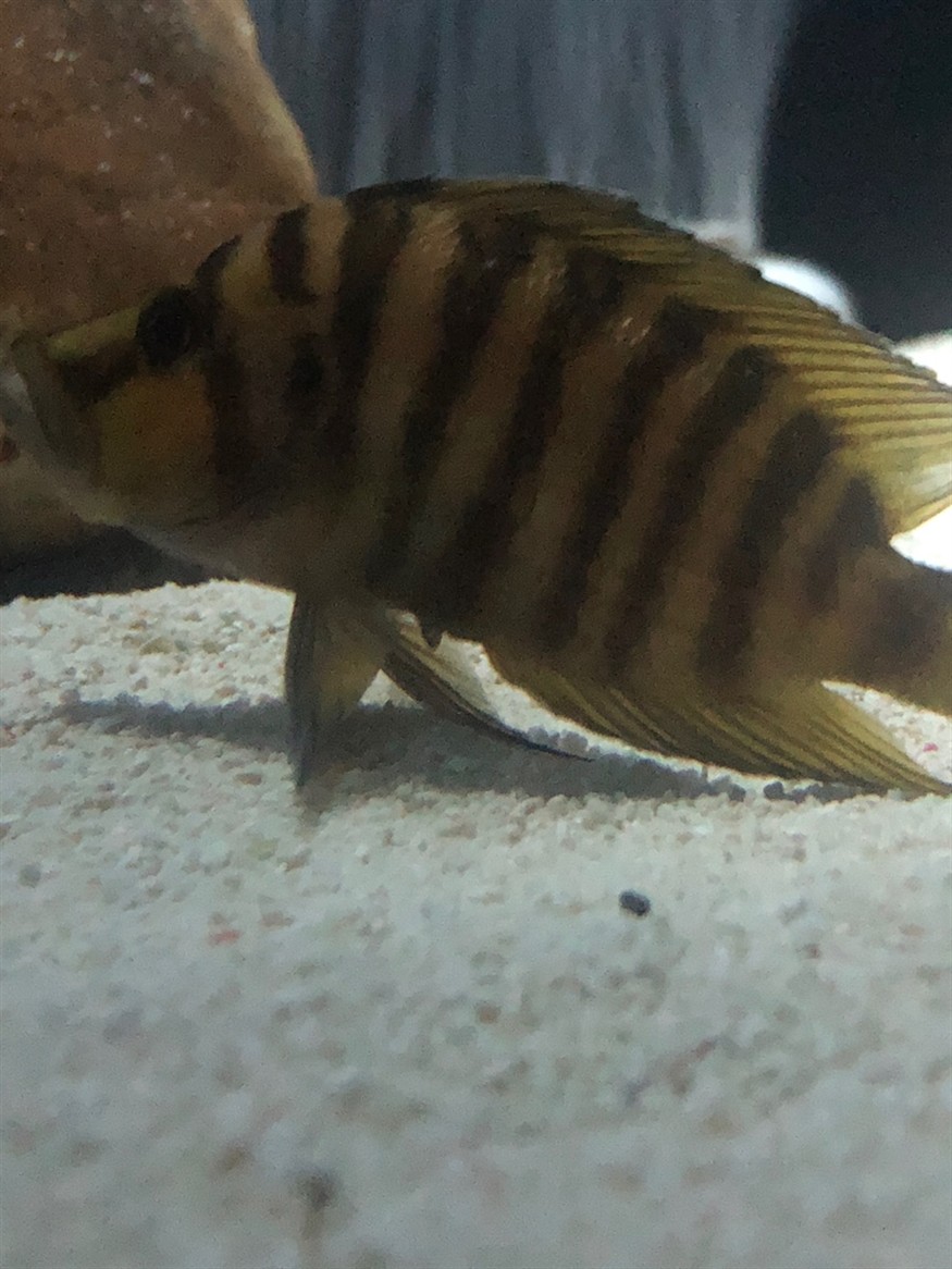 這條虎魚是下管了嗎 虎魚百科 第2張 這條虎魚是下管了嗎 這條虎魚是下管了嗎 虎魚百科 第2張