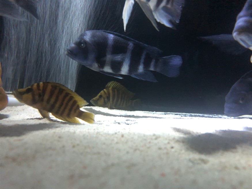 這條虎魚是下管了嗎 虎魚百科 第3張 這條虎魚是下管了嗎 這條虎魚是下管了嗎 虎魚百科 第3張