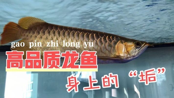 老孫說龍魚頻道，老孫說龍魚頻道是一個專注于龍魚養(yǎng)殖和養(yǎng)護(hù)的電視頻道
