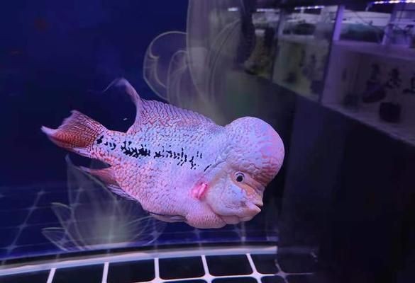 老孫說龍魚頻道，老孫說龍魚頻道是一個專注于龍魚養(yǎng)殖和養(yǎng)護(hù)的電視頻道