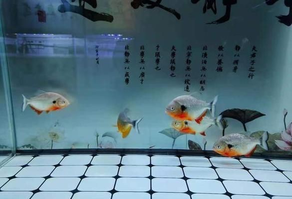 老孫說龍魚頻道，老孫說龍魚頻道是一個專注于龍魚養(yǎng)殖和養(yǎng)護(hù)的電視頻道