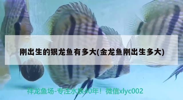 虎魚退色了