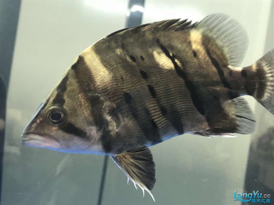 虎魚這樣明過頭、怎么調能調明啊