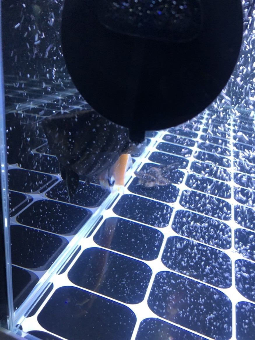 才買的小虎魚開燈一直躲怎么辦？