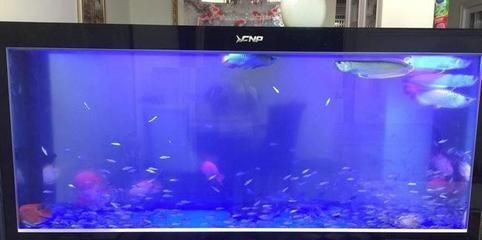 徹底清洗魚缸會影響水質嗎為什么：如何保持魚缸水質穩定 徹底清洗魚缸會影響水質嗎為什么：如何保持魚缸水質穩定 魚缸百科 第3張