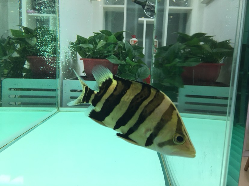 聽說現在虎魚價格很高 虎魚百科 第1張 聽說現在虎魚價格很高 聽說現在虎魚價格很高 虎魚百科 第1張