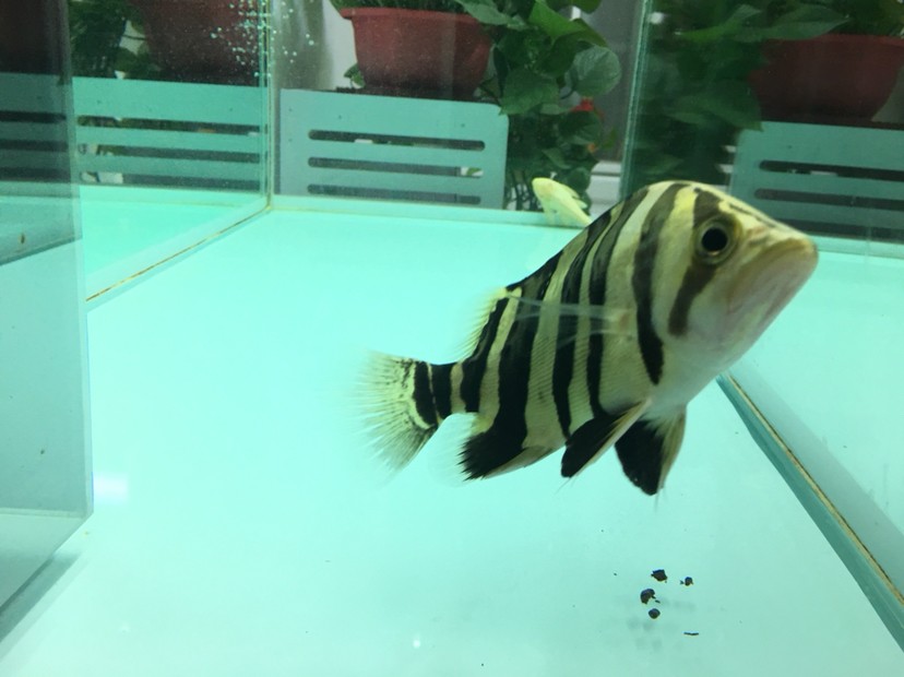 聽說現在虎魚價格很高 虎魚百科 第2張 聽說現在虎魚價格很高 聽說現在虎魚價格很高 虎魚百科 第2張
