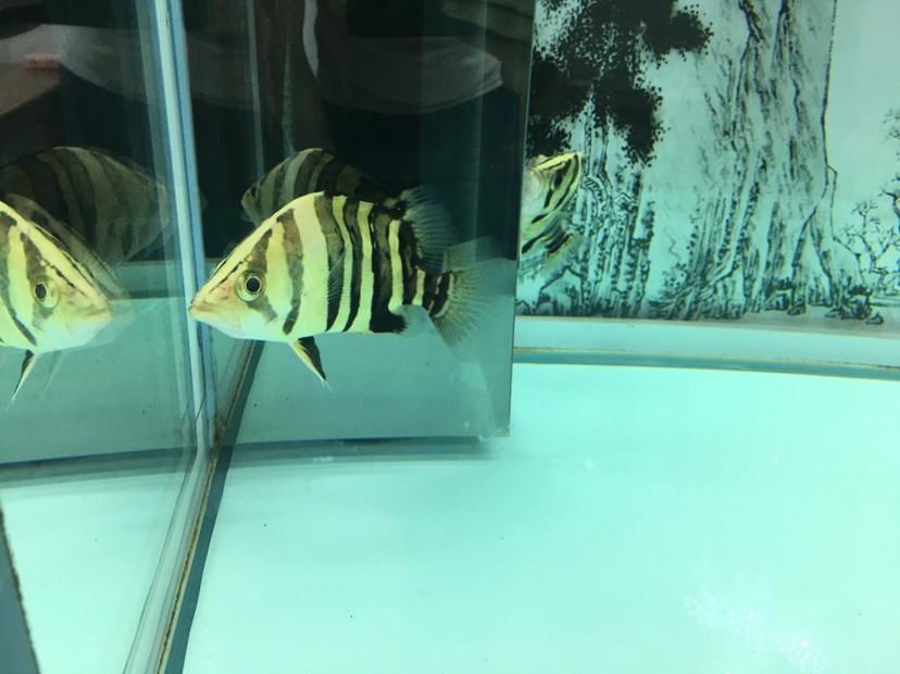 聽說現在虎魚價格很高 虎魚百科 第3張 聽說現在虎魚價格很高 聽說現在虎魚價格很高 虎魚百科 第3張
