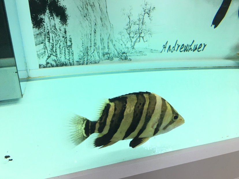 聽說現在虎魚價格很高 虎魚百科 第4張 聽說現在虎魚價格很高 聽說現在虎魚價格很高 虎魚百科 第4張