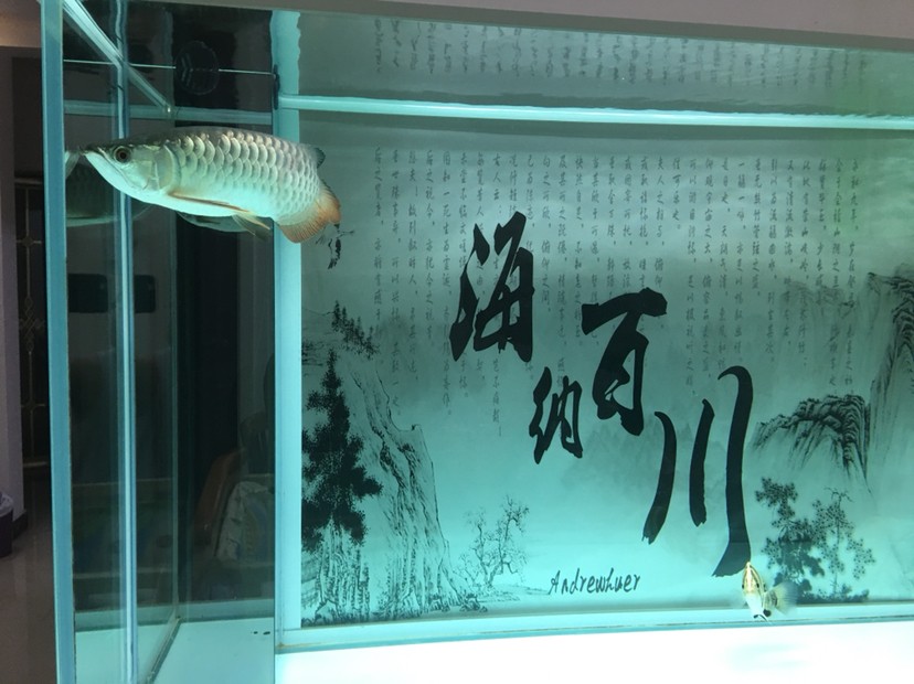 聽說現在虎魚價格很高 聽說現在虎魚價格很高 虎魚百科 第5張