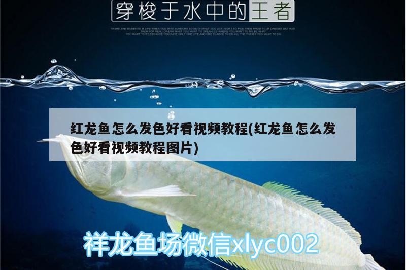 大家猜猜這條虎魚多大尺寸