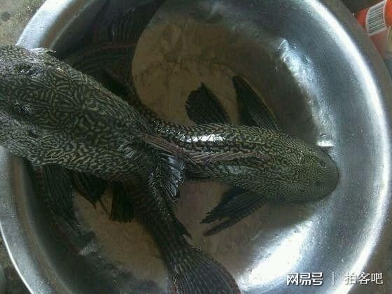 龍魚吃了清道夫后不吃食怎么辦 龍魚百科 第1張 龍魚吃了清道夫后不吃食怎么辦 龍魚吃了清道夫后不吃食怎么辦 龍魚百科 第1張