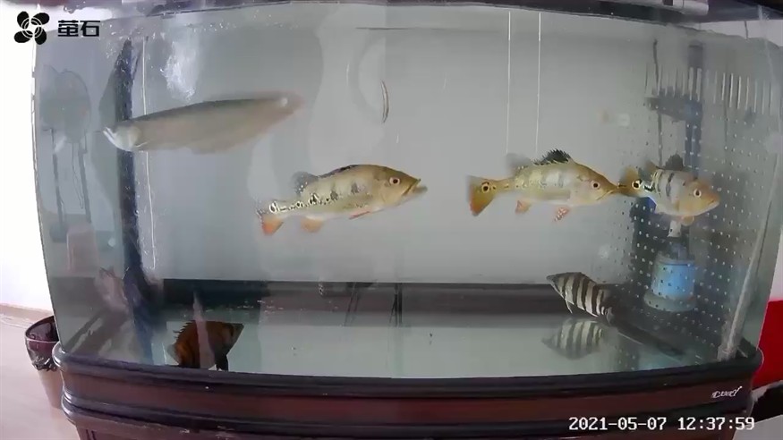 吃泥鰍的虎魚才是最靚的仔