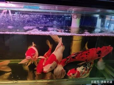 武漢市江岸區石橋花鳥盆景工藝中心（武漢市江岸區石橋花鳥盆景工藝中心地址）