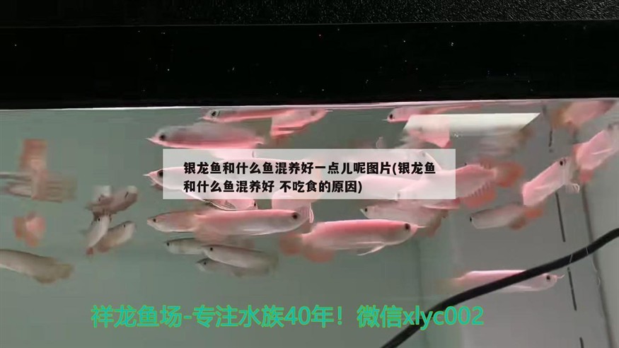 銀龍魚和什么魚混養好一點兒呢圖片(銀龍魚和什么魚混養好不吃食的原因)