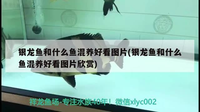 銀龍魚和什么魚混養好看圖片(銀龍魚和什么魚混養好看圖片欣賞)