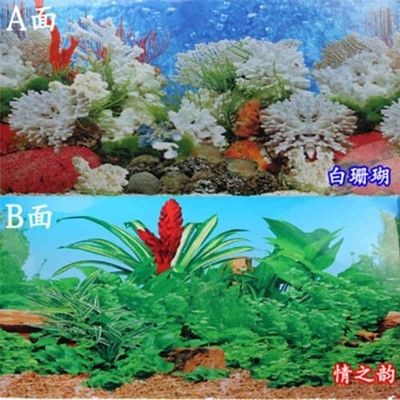 白背景魚缸造景：白色背景魚缸造景的基本步驟 白背景魚缸造景：白色背景魚缸造景的基本步驟 魚缸百科 第1張