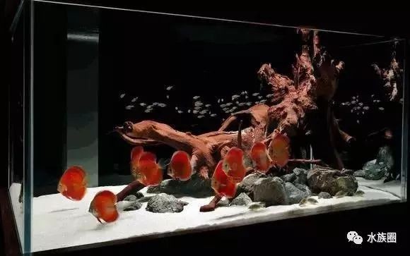 白背景魚缸造景：白色背景魚缸造景的基本步驟 白背景魚缸造景：白色背景魚缸造景的基本步驟 魚缸百科 第3張