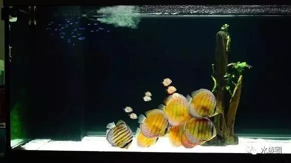 白背景魚缸造景：白色背景魚缸造景的基本步驟 白背景魚缸造景：白色背景魚缸造景的基本步驟 魚缸百科 第4張