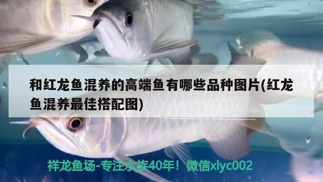 合肥龍魚上門回收電話多少號（《西游記》中河寬800里什么概念） 合肥龍魚上門回收電話多少號（《西游記》中河寬800里什么概念） 紅龍魚百科 第1張
