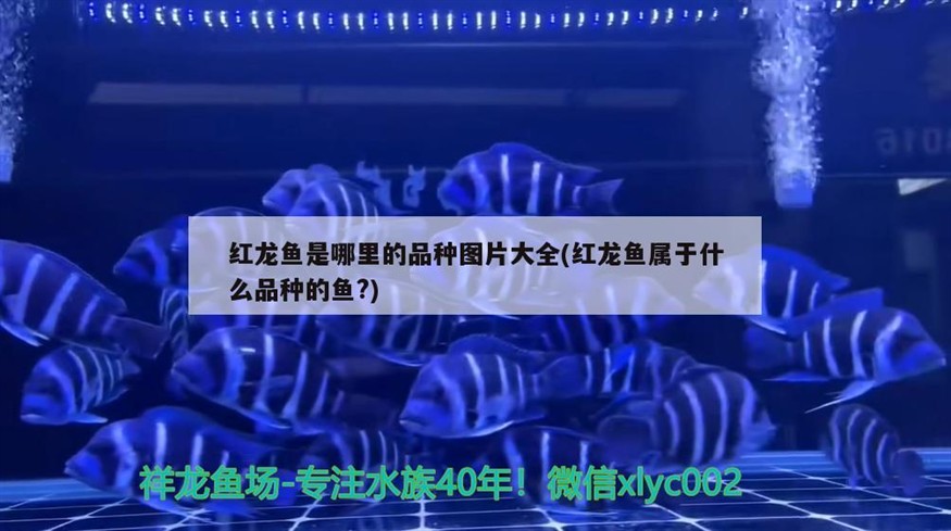 合肥龍魚上門回收電話多少號（《西游記》中河寬800里什么概念） 合肥龍魚上門回收電話多少號（《西游記》中河寬800里什么概念） 紅龍魚百科 第2張