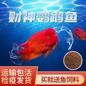 紅龍魚配魚