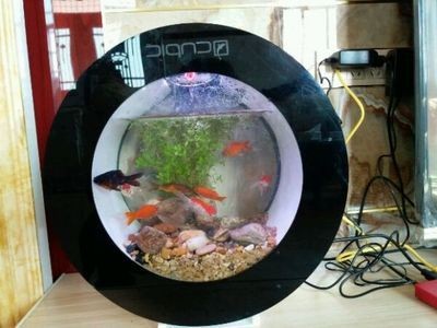 大圓魚缸適合養(yǎng)什么魚：哪些魚適合養(yǎng)在大圓魚缸中？ 大圓魚缸適合養(yǎng)什么魚：哪些魚適合養(yǎng)在大圓魚缸中？ 魚缸百科 第2張
