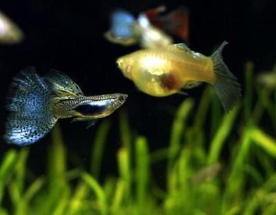 比較好養的魚缸觀賞魚：10種好養的觀賞魚品種推薦10種好養的觀賞魚品種推薦 比較好養的魚缸觀賞魚：10種好養的觀賞魚品種推薦10種好養的觀賞魚品種推薦 魚缸百科 第1張