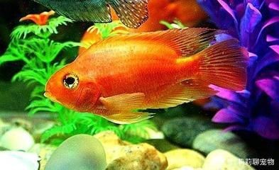 比較好養的魚缸觀賞魚：10種好養的觀賞魚品種推薦10種好養的觀賞魚品種推薦 比較好養的魚缸觀賞魚：10種好養的觀賞魚品種推薦10種好養的觀賞魚品種推薦 魚缸百科 第4張