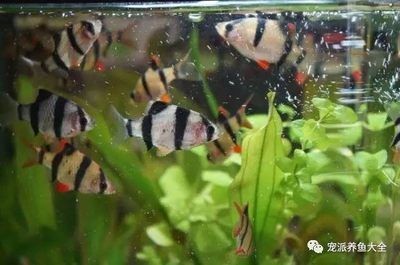 比較好養的魚缸觀賞魚：10種好養的觀賞魚品種推薦10種好養的觀賞魚品種推薦 比較好養的魚缸觀賞魚：10種好養的觀賞魚品種推薦10種好養的觀賞魚品種推薦 魚缸百科 第3張
