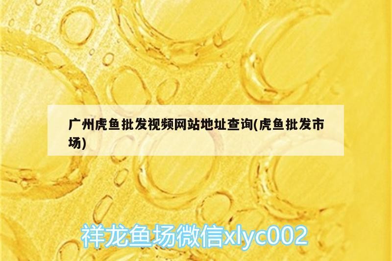 廣州虎魚(yú)批發(fā)視頻網(wǎng)站地址查詢(虎魚(yú)批發(fā)市場(chǎng))