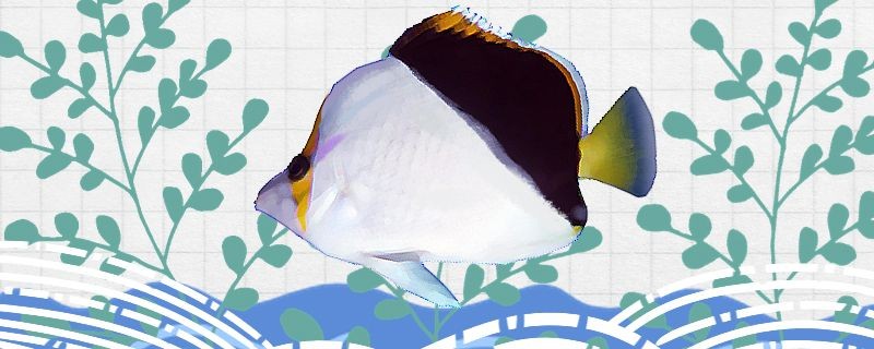蝴蝶魚好養嗎怎么養