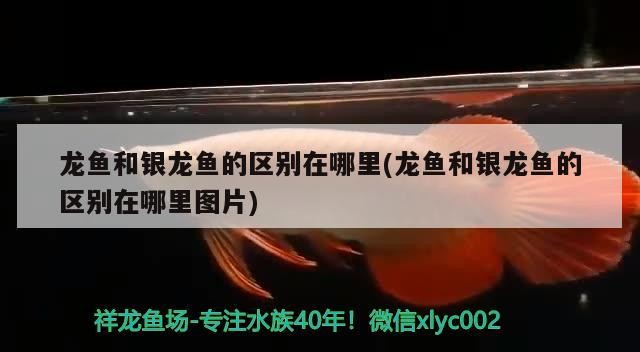 青龍魚 龍魚和銀龍魚的區別在哪里(龍魚和銀龍魚的區別在哪里圖片) 銀龍魚百科 龍魚和銀龍魚的區別在哪里(龍魚和銀龍魚的區別在哪里圖片) 龍魚和銀龍魚的區別在哪里(龍魚和銀龍魚的區別在哪里圖片) 銀龍魚百科