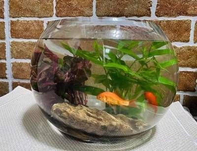 大型景觀魚缸推薦：大型景觀魚缸選擇