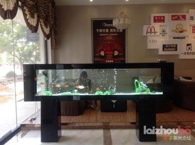 海納利爾魚缸藝術之旅探索水族箱的藝術價值：廊坊海納利爾魚缸加盟 海納利爾魚缸藝術之旅探索水族箱的藝術價值：廊坊海納利爾魚缸加盟 魚缸百科 第4張