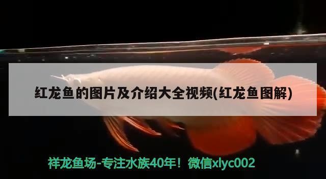 龍魚會吃虎魚嗎？