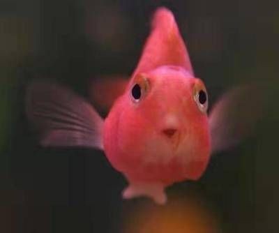 大型魚缸排名：2024年大型魚缸十大品牌