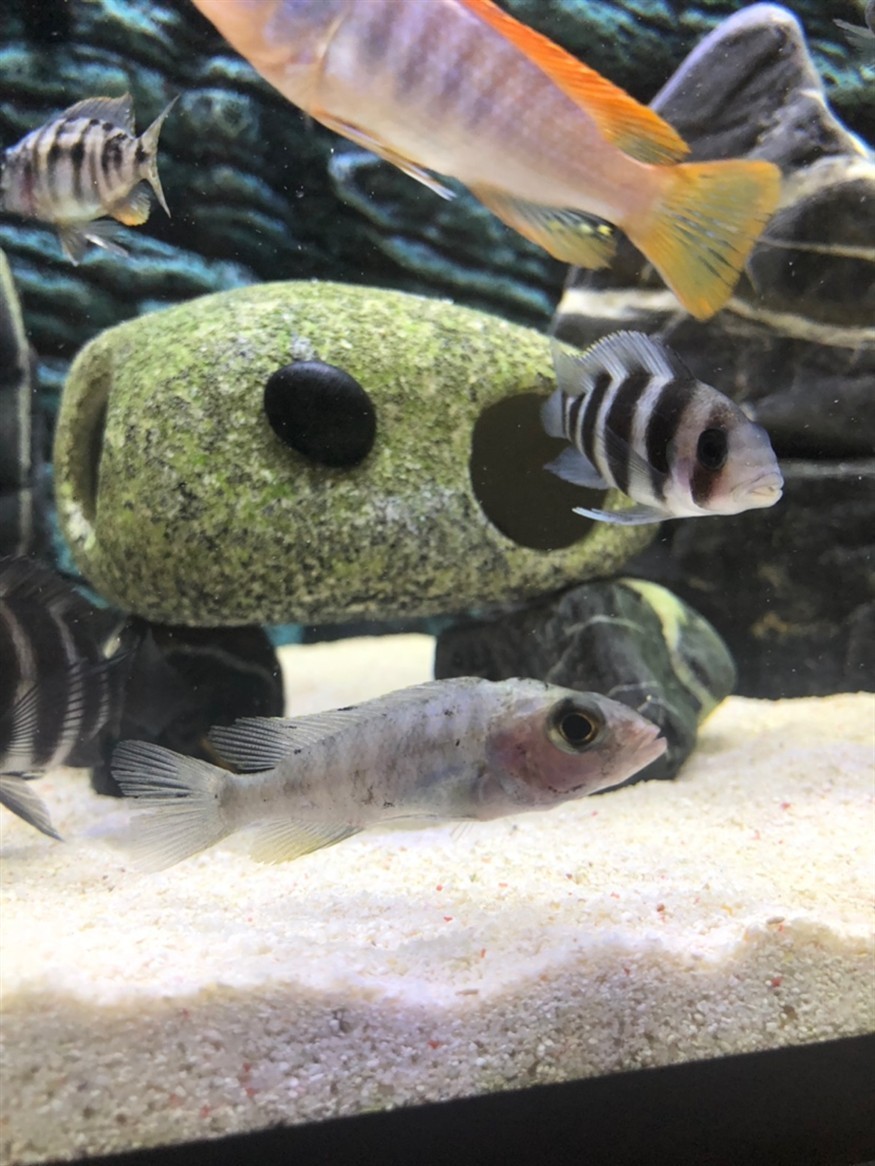 新近兩條虎想把后兩張圖片里的兩條魚扔了感覺是激素魚