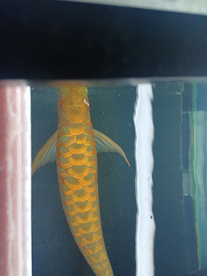 小魚缸簡筆畫的基礎(chǔ)步驟，小魚缸怎么畫圖片好看的小魚缸圖片好看的小魚缸圖片