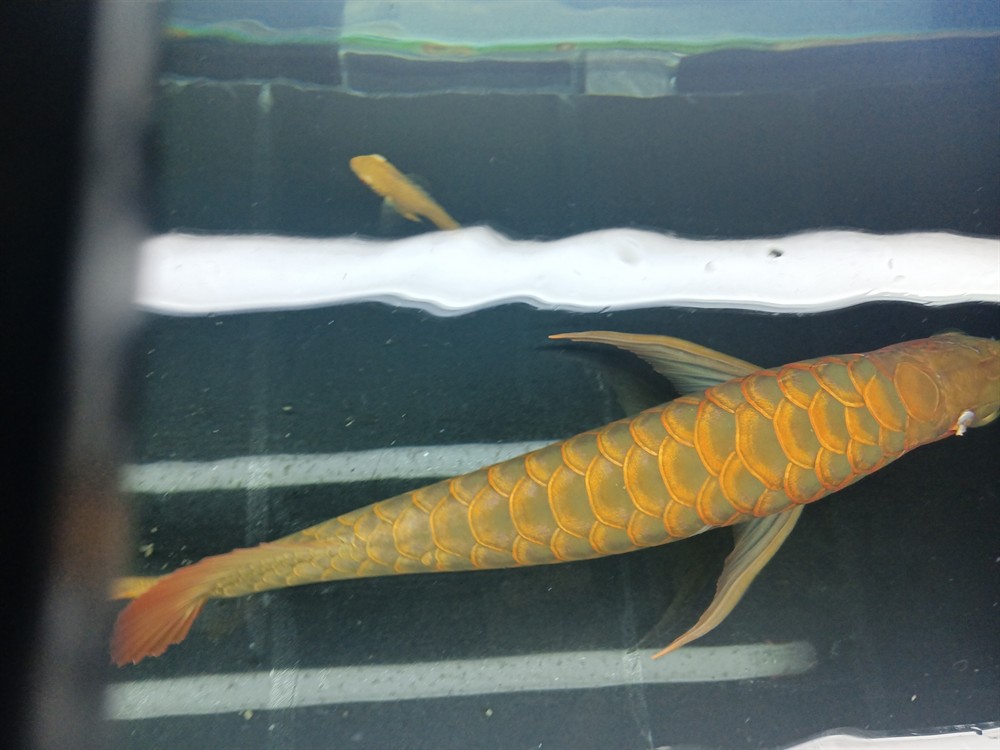 虎魚搶了一條小魚
