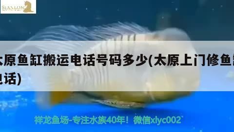太原魚缸搬運電話號碼多少(太原上門修魚缸電話)