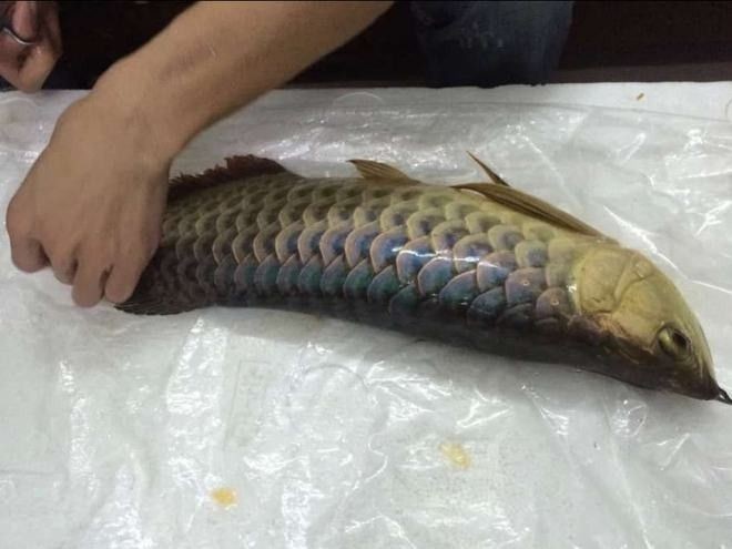 龍魚離水多久會死