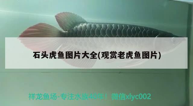 石頭虎魚圖片大全(觀賞老虎魚圖片)